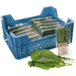 OSEILLE GROSBUSCH 12X20G